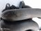 Коллектор впускной Ford Focus 1, 1S4G9424B1C, Форд Фокус  дв. 1.6 бензин